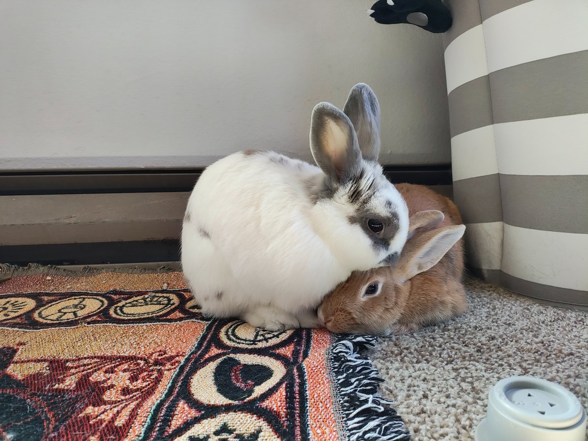 ZiggyWearsHats's tweet photo. "You're not a stinky dumpster bunny. You're Princess Peanut Butter and we love you." https://t.co/qN4zJnNCHs