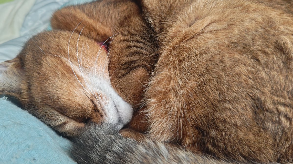 kikitolala1's tweet photo. おはようございます。

#猫のいる暮らし https://t.co/OotbU4URud