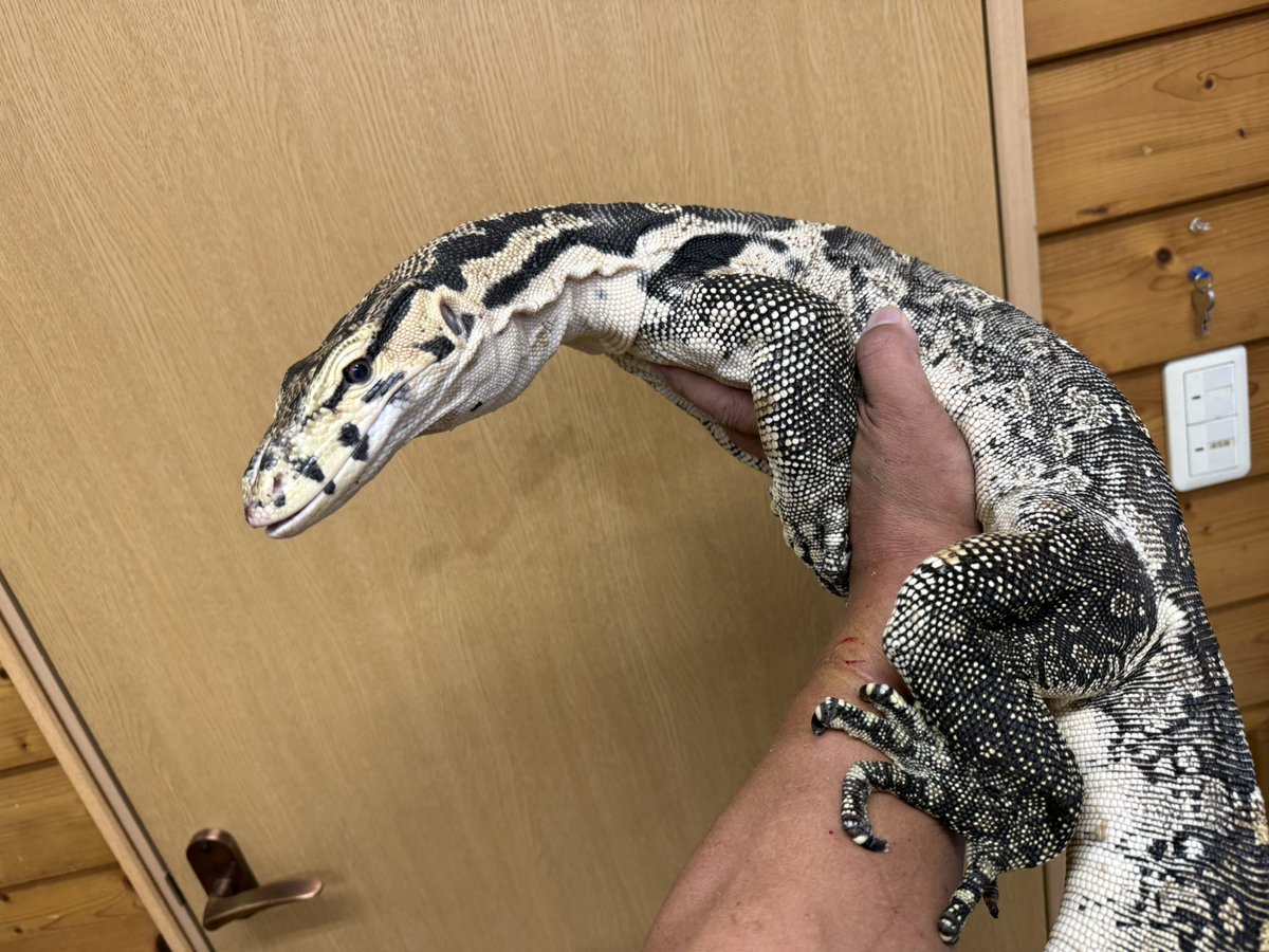 beastmaster___'s tweet photo. ビッグ��プは会場広いのでサルファと、このスンバワをフリーで散歩させてる時あったのですがご覧いただけた方おられますでしょうか？
両頭とも走らず、逃げず、むしろ人に寄っていくというペットリザードにうってつけのオオトカゲ。

なにせサルファとスンバワですから。びっくりです。 https://t.co/d35gI2dxyb