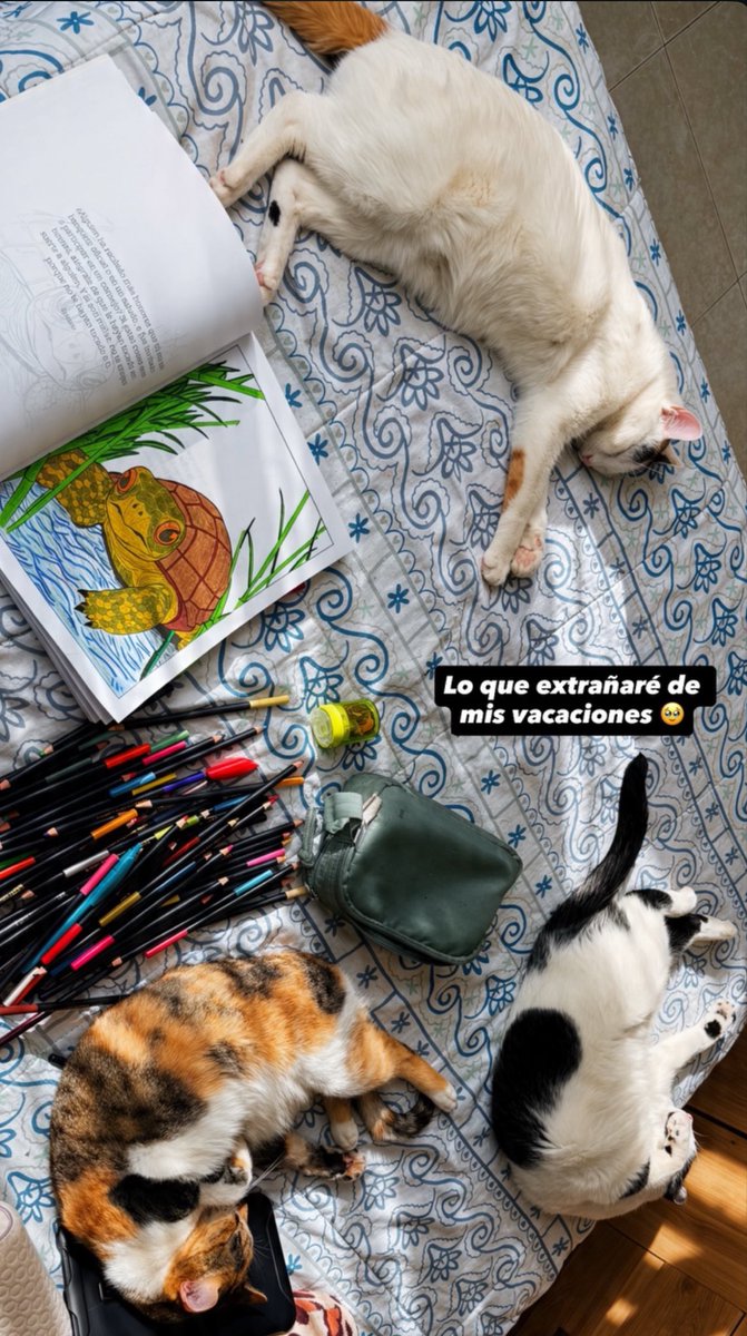 Anmabamoo's tweet photo. Amo pasar tiempo de calidad con mis michis🥹

Quisiera tener vacaciones más a menudo para compartir con ellos🥹🥹🥹 https://t.co/qXIAhIRRYD