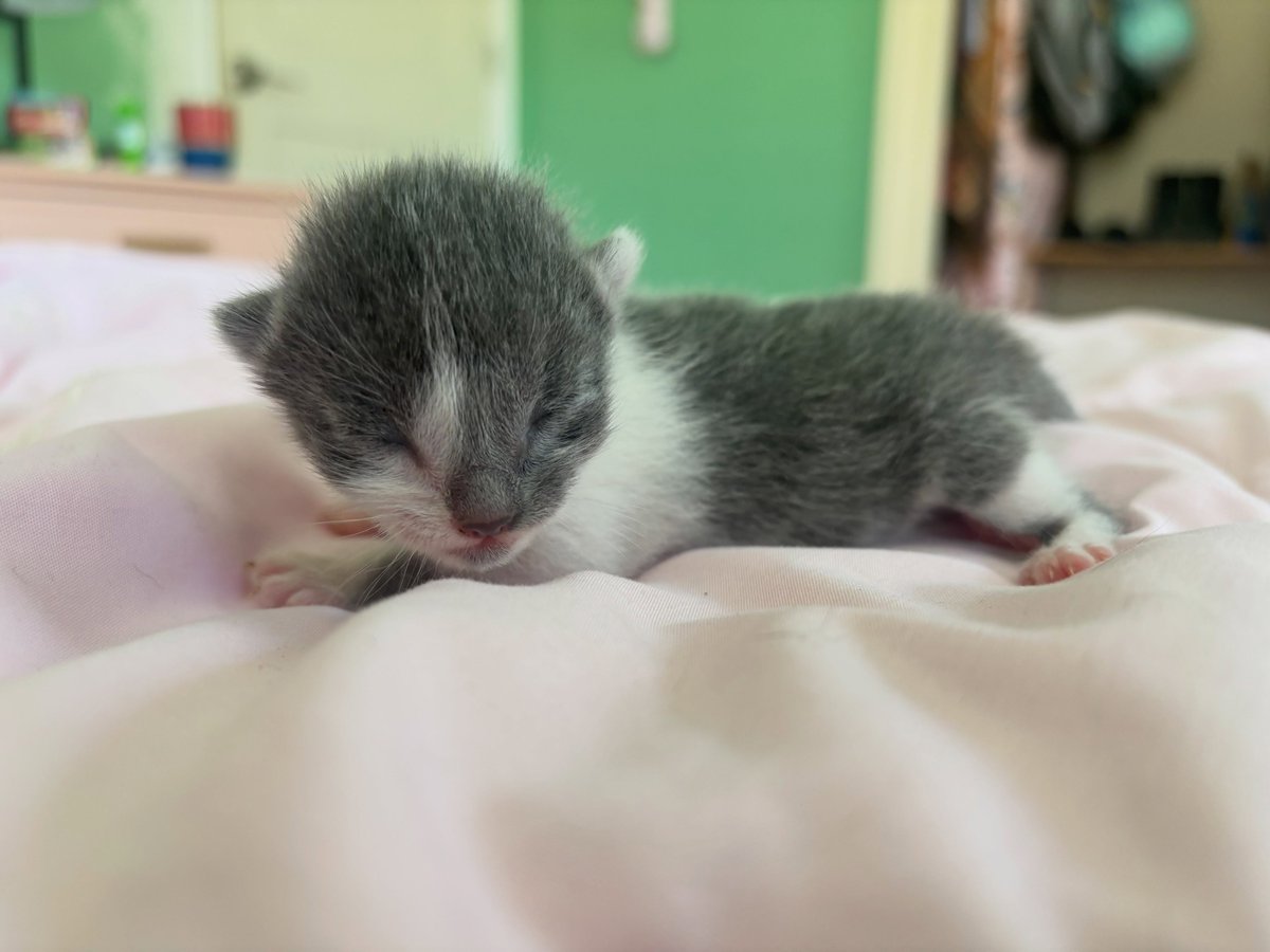 ThomasBalcos's tweet photo. Kitten https://t.co/eKo27sVOnu