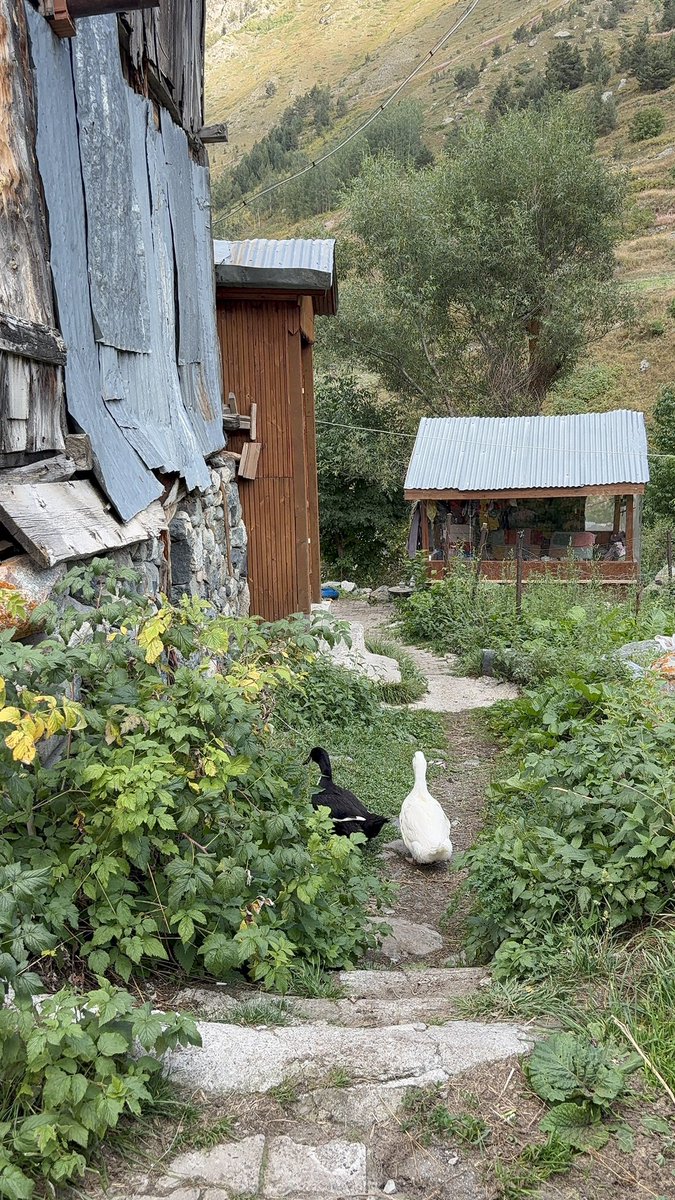 heareaa's tweet photo. Artvin’de Şavşat ve Arhavi bambaşkadır ama köy gibi köy dediğim bayıldığım o yer 
📍Artvin - Yaylalar Köyü https://t.co/oCBqu7Yc5d