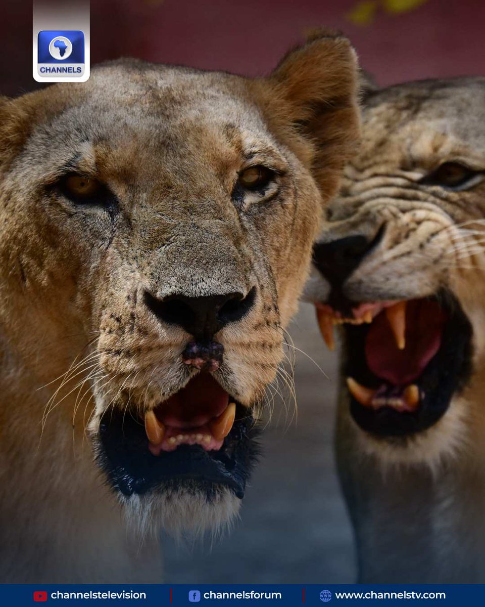 channelstv's tweet photo. #PHOTOSTORY: Every day, veterinarians and zookeepers make their way to Cuba's National Zoo by whatever means they can, determined to not abandon the nearly 1,000 animals in their care and help save species at risk of extinction.

Their dedication and food donations are vital to keeping alive an array of Rhinos, Jaguars and Tigers -- including an extremely rare white tiger -- in the midst of a severe crisis that has left many Cubans struggling to feed themselves.

Just getting to the reserve situated 20 kilometers (12 miles) from central Havana is a headache for staff, as public transportation has come to a near standstill nine months into a US fuel blockade.