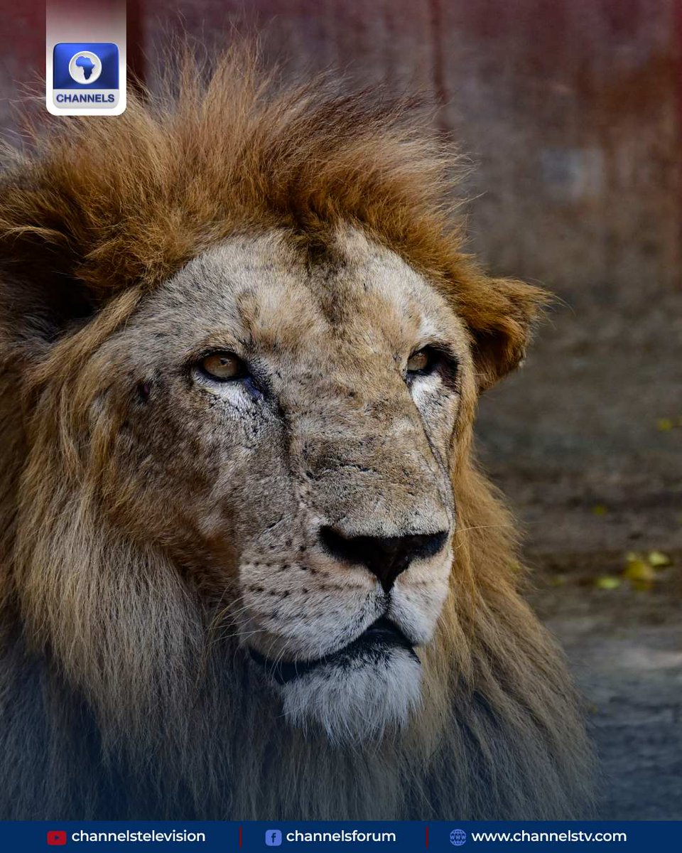 channelstv's tweet photo. #PHOTOSTORY: Every day, veterinarians and zookeepers make their way to Cuba's National Zoo by whatever means they can, determined to not abandon the nearly 1,000 animals in their care and help save species at risk of extinction.

Their dedication and food donations are vital to keeping alive an array of Rhinos, Jaguars and Tigers -- including an extremely rare white tiger -- in the midst of a severe crisis that has left many Cubans struggling to feed themselves.

Just getting to the reserve situated 20 kilometers (12 miles) from central Havana is a headache for staff, as public transportation has come to a near standstill nine months into a US fuel blockade.
