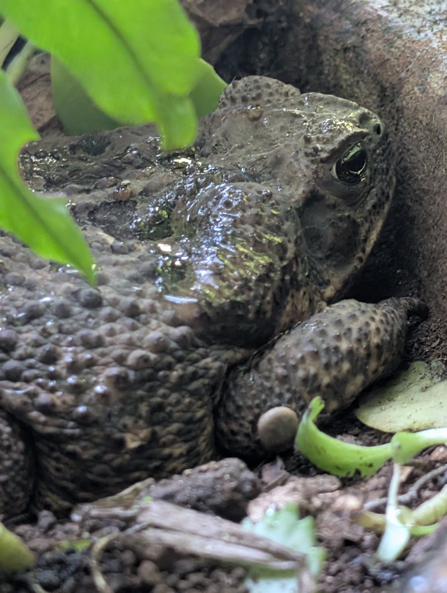 PMounou's tweet photo. J'arrosais tranquillement mes plantes, quand la terre de ma belle vasque a cligné des yeux. Je viens de découvrir que Bertha, madame ma crapaude géante, vit en fait carrément sur la terrasse ! 

#RhinellaHorribilis #GiantToad https://t.co/uQqjdS5GKH