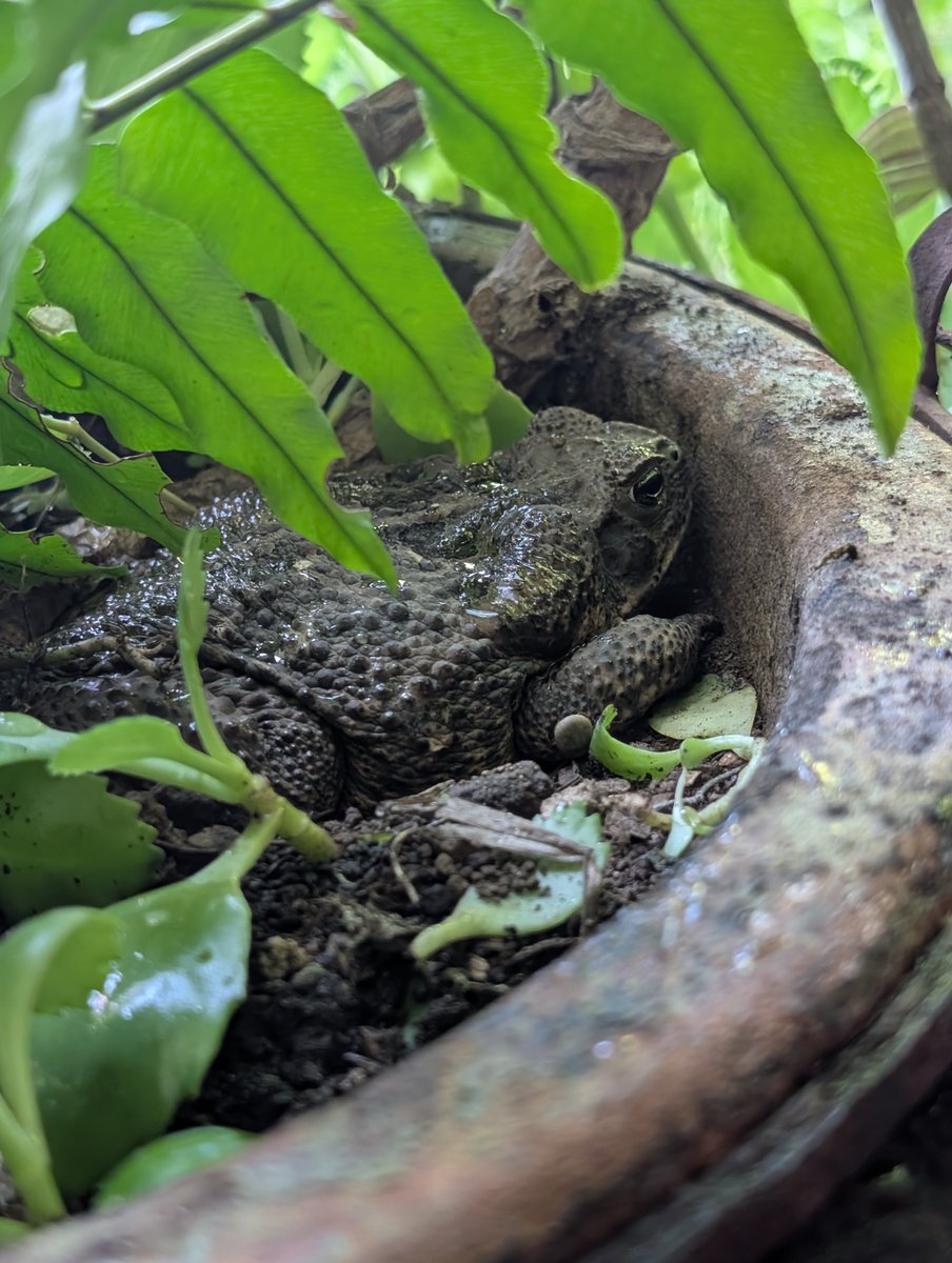PMounou's tweet photo. J'arrosais tranquillement mes plantes, quand la terre de ma belle vasque a cligné des yeux. Je viens de découvrir que Bertha, madame ma crapaude géante, vit en fait carrément sur la terrasse ! 

#RhinellaHorribilis #GiantToad https://t.co/uQqjdS5GKH