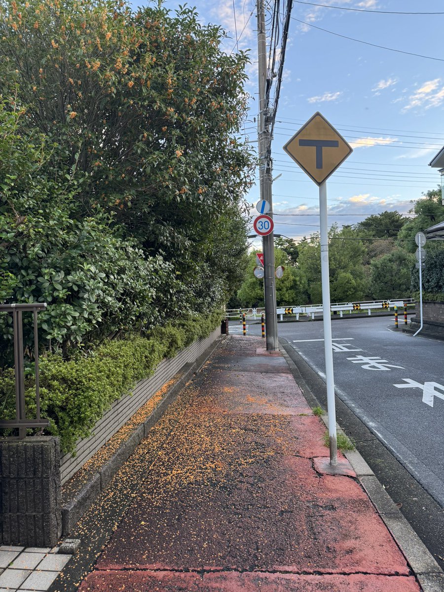 sunsunriko's tweet photo. おはようございます。台風一過の朝、なんかモワッとしてます。雲は賑やか、虫も賑やか。キンモクセイはだいぶ落ちてました。今朝も感謝です。朝活終えて落ち葉をまとめましょ。
#朝活　#イマソラ　#空が好き https://t.co/U5orpFh53x