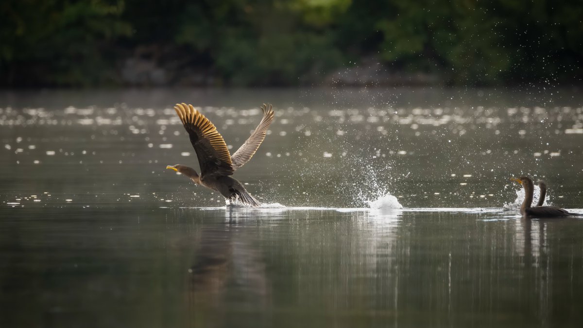 JeniferMisz6's tweet photo. Action on the water! Captured the exact moment this osprey splashed down and took off. The dynamic energy and raw power in this frame are incredible. https://t.co/NhUbADEjBj