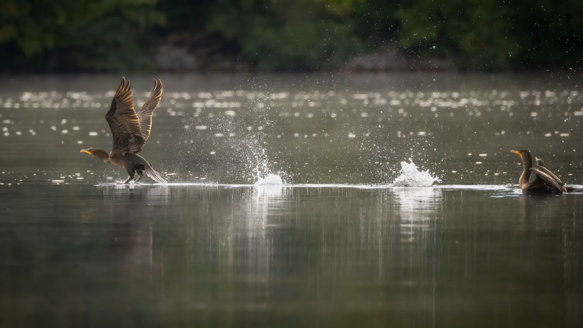 JeniferMisz6's tweet photo. Action on the water! Captured the exact moment this osprey splashed down and took off. The dynamic energy and raw power in this frame are incredible. https://t.co/NhUbADEjBj