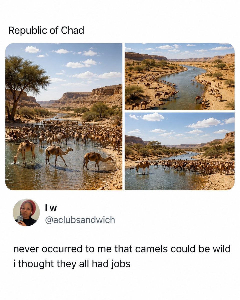 LaureenSfera's tweet photo. Wild camels are remarkable survivors. Critically endangered Bactrian camels endure East Asia’s extreme deserts, while feral dromedaries roam Australia’s Outback. Their resilience proves they’re far more than domesticated pack animals. https://t.co/BMiLfQ5MIF