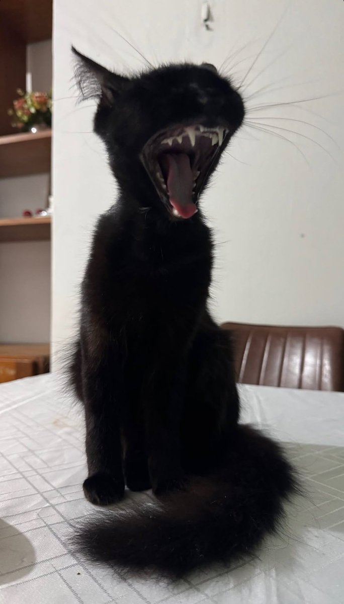 josespiicy's tweet photo. a minha amiga conseguiu capturar esse momento incrível kkkkk https://t.co/AxKiUW93gl