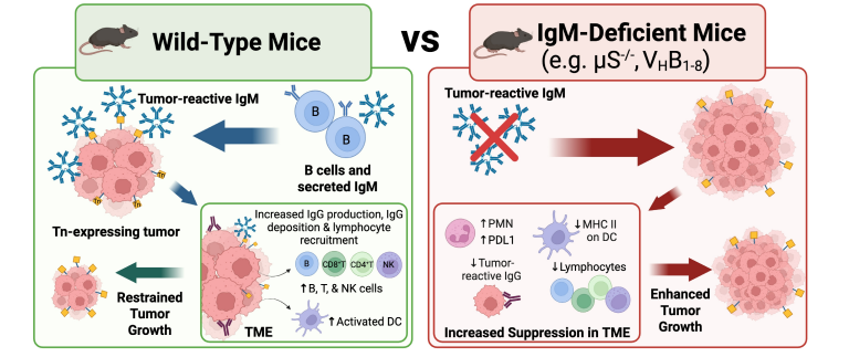 jitcancer's tweet photo. New #JITC article: "IgM promotes antitumor immunity to a Tn-expressing solid tumor" https://t.co/C4cOAqppGi https://t.co/hAHqXfS4In