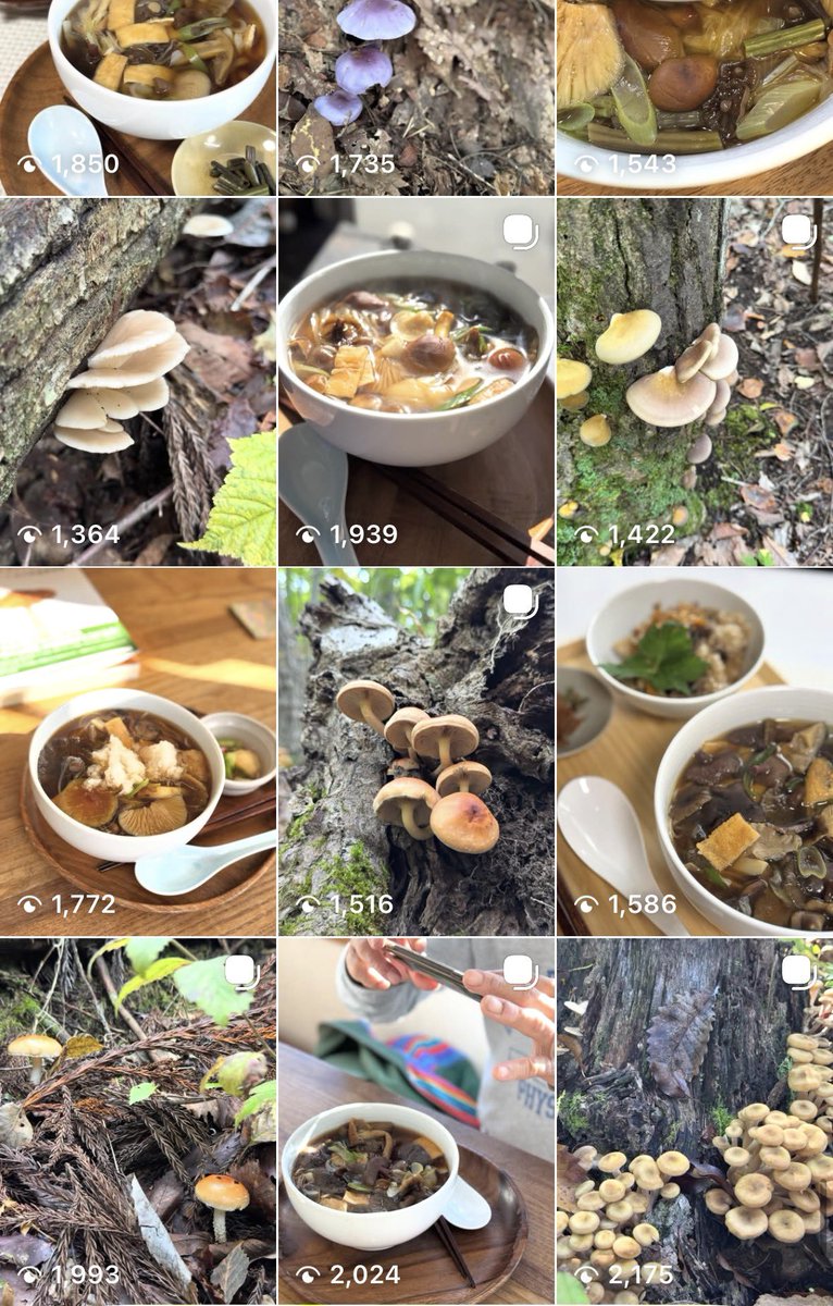 yukkiyhughug's tweet photo. (🍄•᎑•🍄)
2026年　＼天然きのこ蕎麦／　※讃岐うどんも選べるよ
9月23日秋分の日よりスタートです🍄‍🟫

菌友さんあつまれー❣️

同じく天然のきのこ達の炊き込みご飯
玉子焼きなんかも作りたいと思っています。

今年も食べるほどバージョンがアップする
バージョンアップキャンペーンもやるよ！ https://t.co/6Iv1WrqwE9