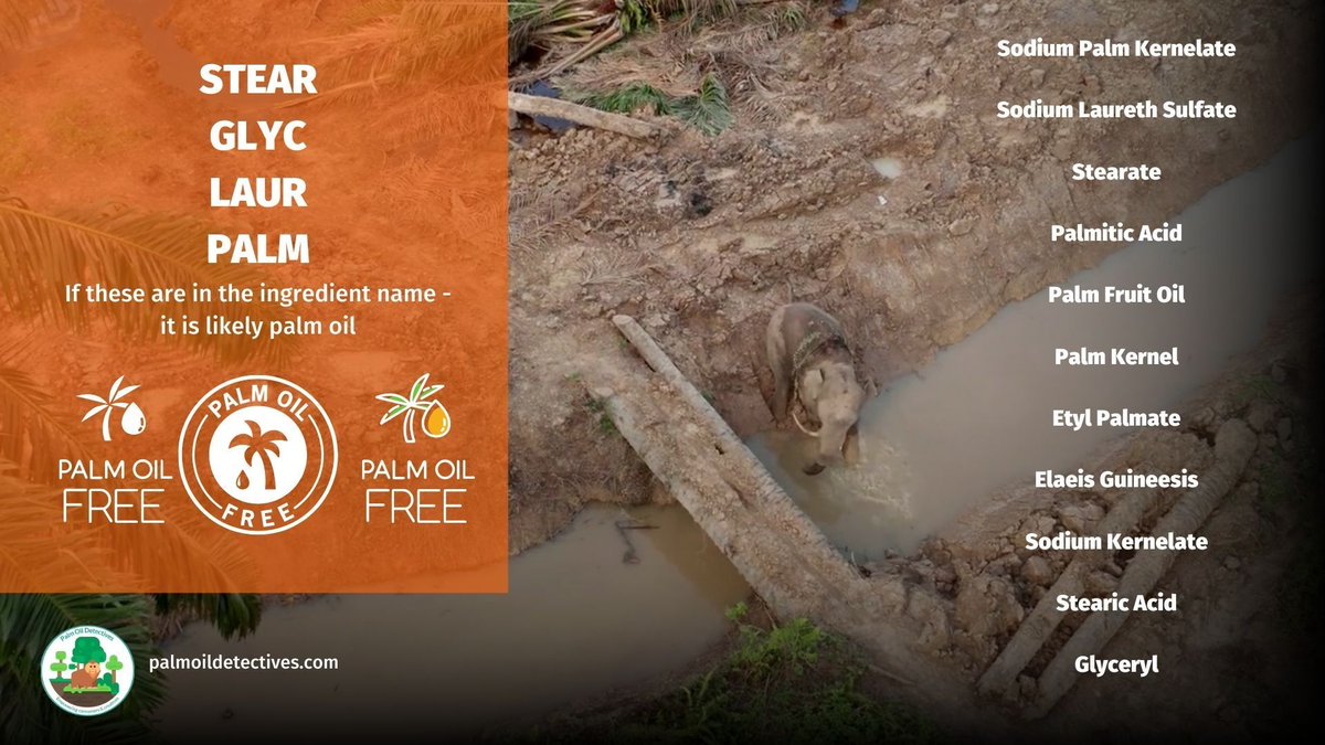 PalmOilDetect's tweet photo. Don’t use #palmoil in your #hair – it is destroying #rainforests all over the world. Boycott #Unilever, Johnson and Johnson #Loreal because they’re worth it, worth avoiding! Buy #palmoilfree #shampoo🫧🪮🧴 #BoycottPalmOil #Boycott4Wildlife https://t.co/gtq8REC09D https://t.co/ayPtnoEHd0