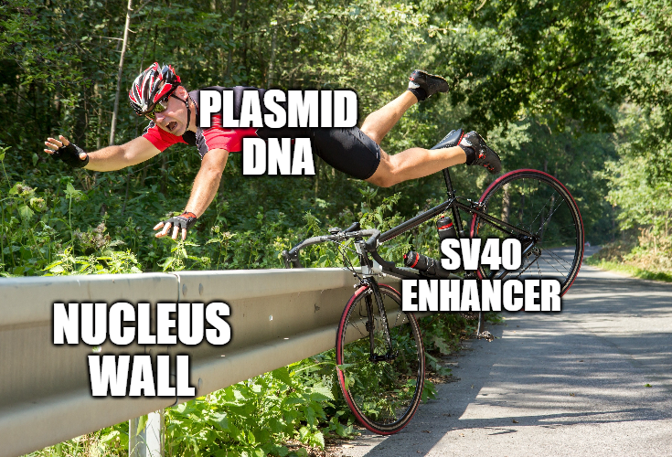 7xCzVz2knym9PSL's tweet photo. 🧐📝
＞SV40の72bp反復Enhancerは最強
- 遺伝子発現を100-1000倍増加可能
- ほぼすべての細胞種で機能
- 複数の繰り返しが効果を増幅
#plasmidgate https://t.co/b9nwawXbNl