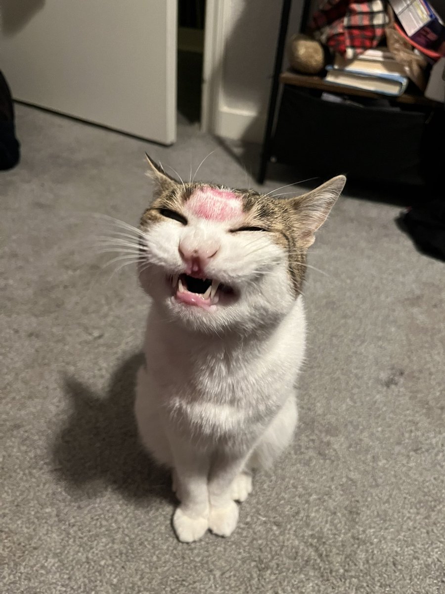 FruitBasketCats's tweet photo. They made fun of her for getting forehead kisses from Mama https://t.co/ZUQxkZ955h