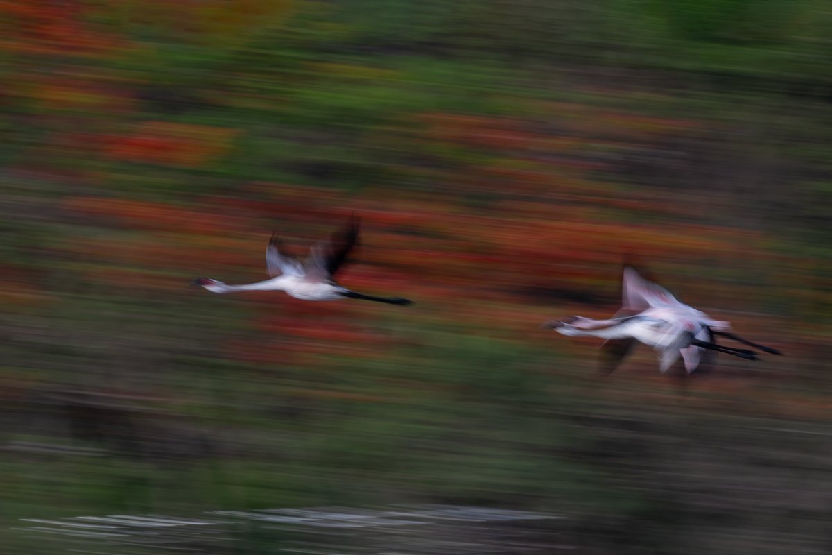 DanStrangsm3c2's tweet photo. Painted Flight"

The third way of seeing the same wetland: flight itself, slowed until it stops being a photograph and becomes a painting. I panned with these Lesser Flamingos at a slow shutter, letting the marsh blur into brushstrokes behind them. https://t.co/teahsijtjy