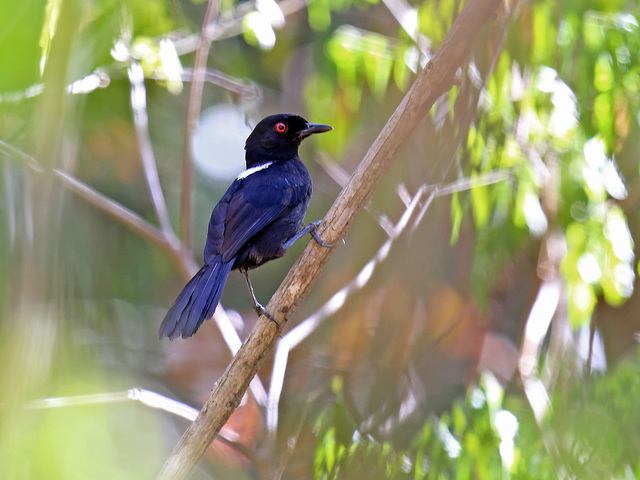 brasil_aves's tweet photo. 🇧🇷Papa-taoca-de-belém
🌎Pyriglena leuconota
Conservação: Pouco Preocupante

O papa-taoca-de-belém é uma ave Passeriforme da família Thamnophilidae. Conhecido também como papa-taoca, mãe-da-taoca, olho-de-fogo-selado e piadeira.

📷 Almir Tavora https://t.co/Gtbp5G0eJ2