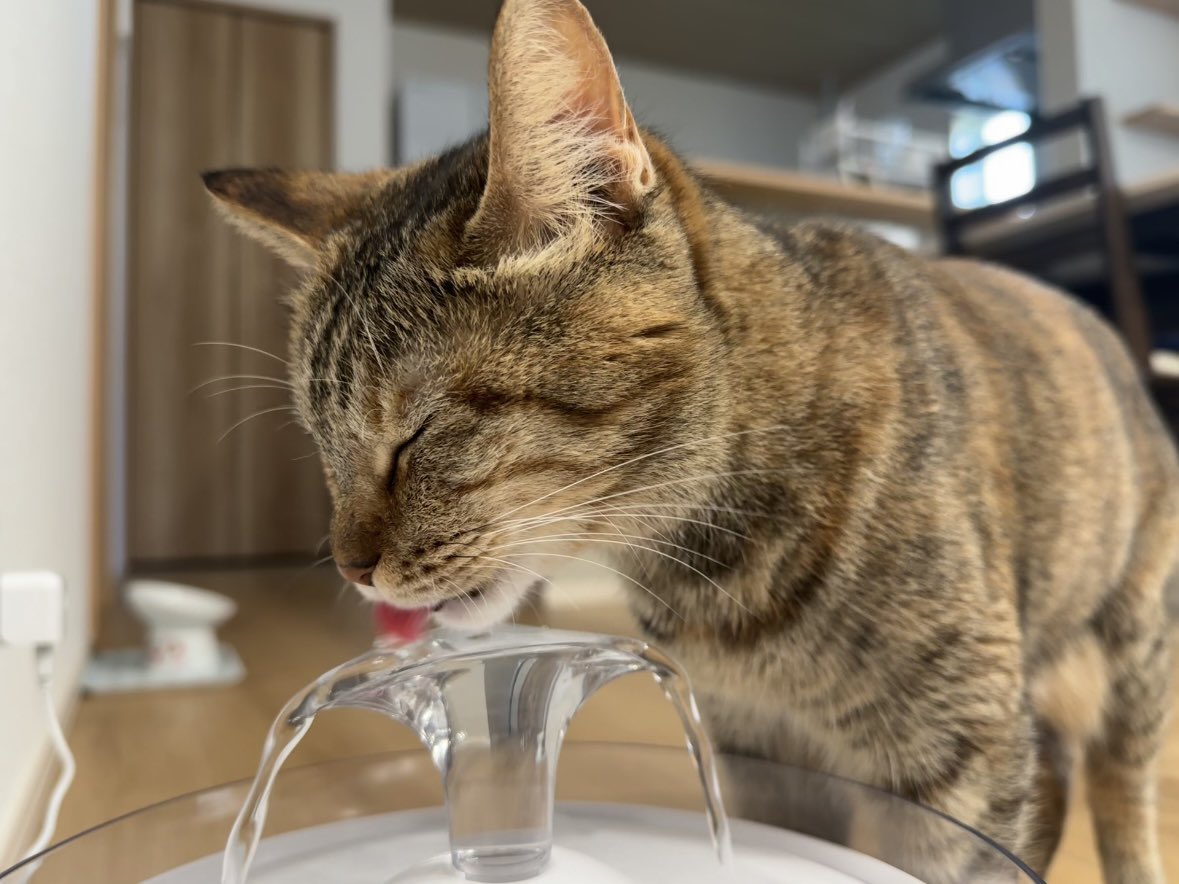 botan_cats's tweet photo. 5時からｶｲﾇｼ起こすのやめようね
ご飯食べてお水飲んでえらいね
今日も可愛いね https://t.co/0eZxVuZmf5