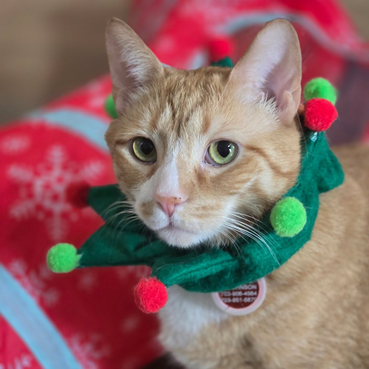 JacksonMurer's tweet photo. Santa’s helpers: Rylan. https://t.co/9XS9hNAiG5