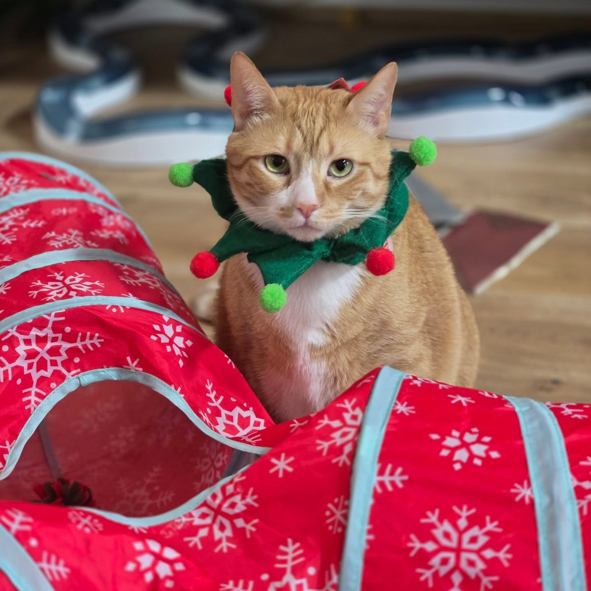 JacksonMurer's tweet photo. Santa’s helpers: Rylan. https://t.co/9XS9hNAiG5