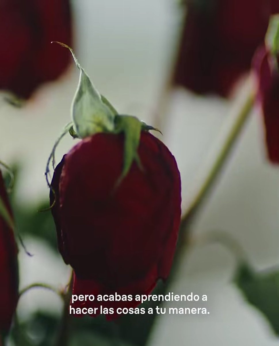 hectorfelix93's tweet photo. Bendito momento en el que decidí ir por libre.

Este comercial lo es todo. La referencia a lo que te conté mientras te hacías la dormida. Las rosas. 
El decir que decidió ir por libre… todo. Me ha encantado. Es que eres grande @LeireMo https://t.co/y4Kc1BLsJj