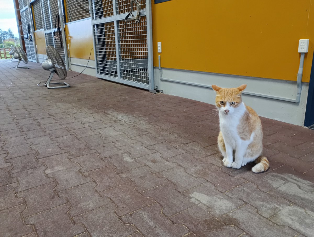 NLstaff's tweet photo. シルバーウィーク中の4日連続見学日😊
毎日撮影会のモデルやってますにゃ😼

#メト　#新冠町
#ノーザンレイク https://t.co/g3Wn2b5JG6