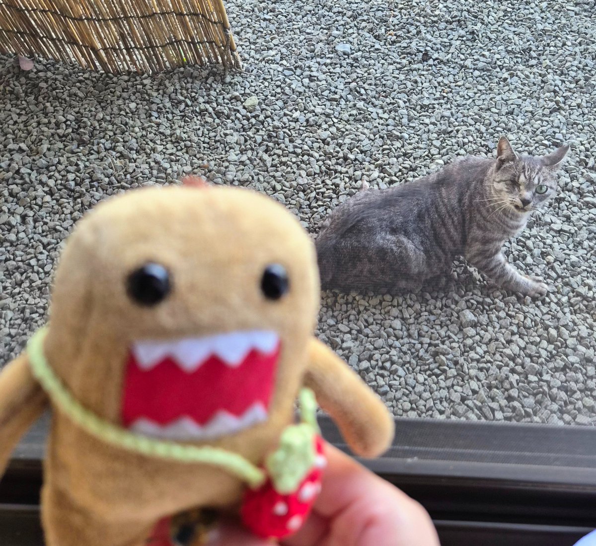 d7_sgm's tweet photo. 実家帰省中です

毎日ふらっとご飯食べにくる野良猫ちゃんと写真撮れたね🐈‍⬛😉
片目ない子だけどめっちゃ人懐っこいの🩷 https://t.co/r2aF8hX8IA