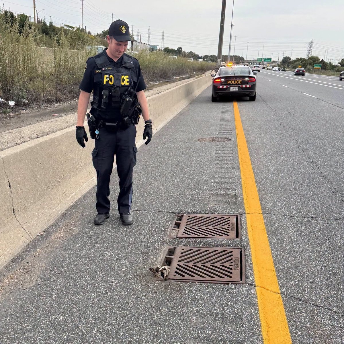 Muskoka411's tweet photo. From OPP
Last week, sharp eyed drivers alerted #BurlingtonOPP members to a raccoon that got in a little over their head.
Members were able to block the left lane of the ramp from eastbound #Hwy403 to #Hwy407 in Burlington to give a helping hand and free up Rocky who fled the scene, seemingly unharmed.
^rt
