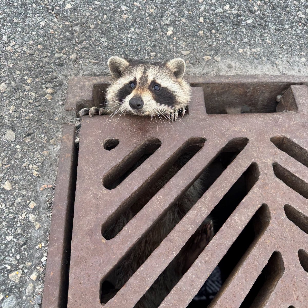 Muskoka411's tweet photo. From OPP
Last week, sharp eyed drivers alerted #BurlingtonOPP members to a raccoon that got in a little over their head.
Members were able to block the left lane of the ramp from eastbound #Hwy403 to #Hwy407 in Burlington to give a helping hand and free up Rocky who fled the scene, seemingly unharmed.
^rt