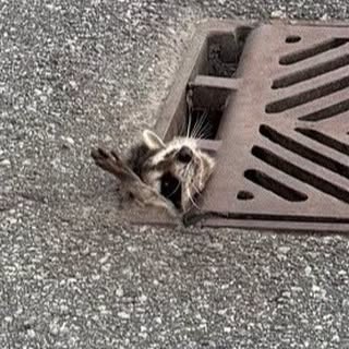 Muskoka411's tweet photo. From OPP
Last week, sharp eyed drivers alerted #BurlingtonOPP members to a raccoon that got in a little over their head.
Members were able to block the left lane of the ramp from eastbound #Hwy403 to #Hwy407 in Burlington to give a helping hand and free up Rocky who fled the scene, seemingly unharmed.
^rt
