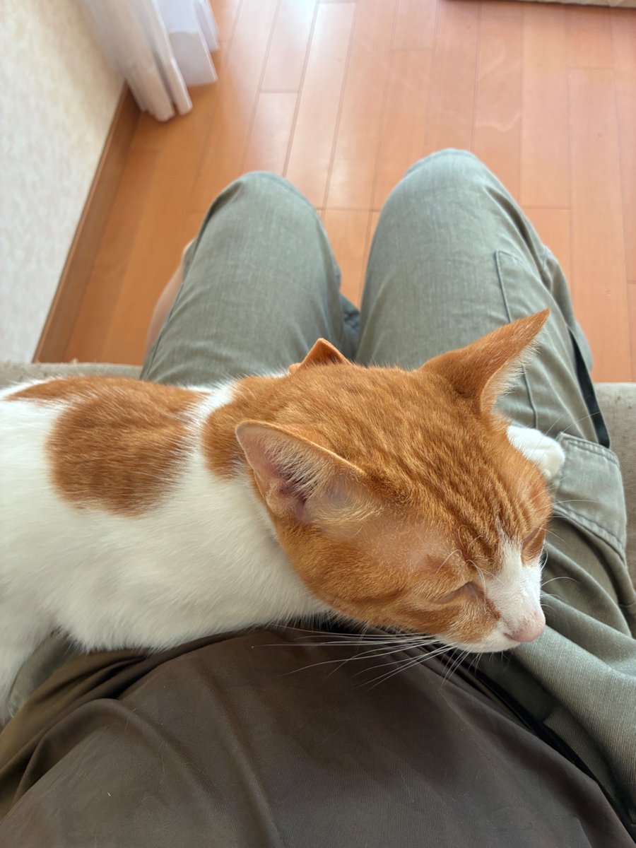kore_haisin's tweet photo. ソファに座って10秒。くつろぎRTA https://t.co/wffEyz4udE