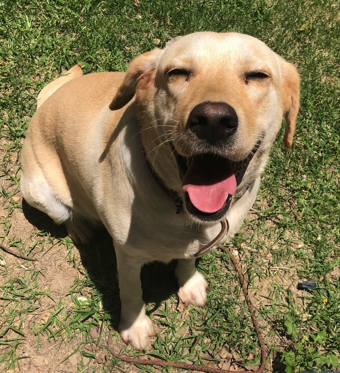 folklrowan's tweet photo. morro de vergonha quando vou passear com frida e ela fica olhando pras pessoas com essa carinha de dada e simpatica, dai quando dao 2 passos na direção dela ela da logo um latidao grosso p ficar esperto

eu tenho q ficar eh kkkkkk ela n gosta nao… https://t.co/2Itpvgpjn9