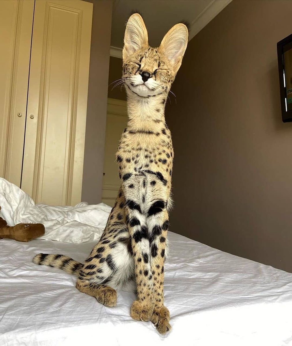 Raravilon's tweet photo. I love this cats, they are great!! https://t.co/uQhq0LzwVu