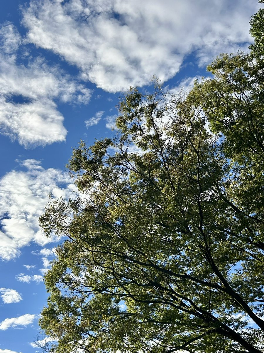 soutan07's tweet photo. おはようございます*˙︶˙*)ﾉ"

やっと晴れたね〜☀️｡°
朝顔もいっぱい咲いた💐 https://t.co/ATFbaifwvP