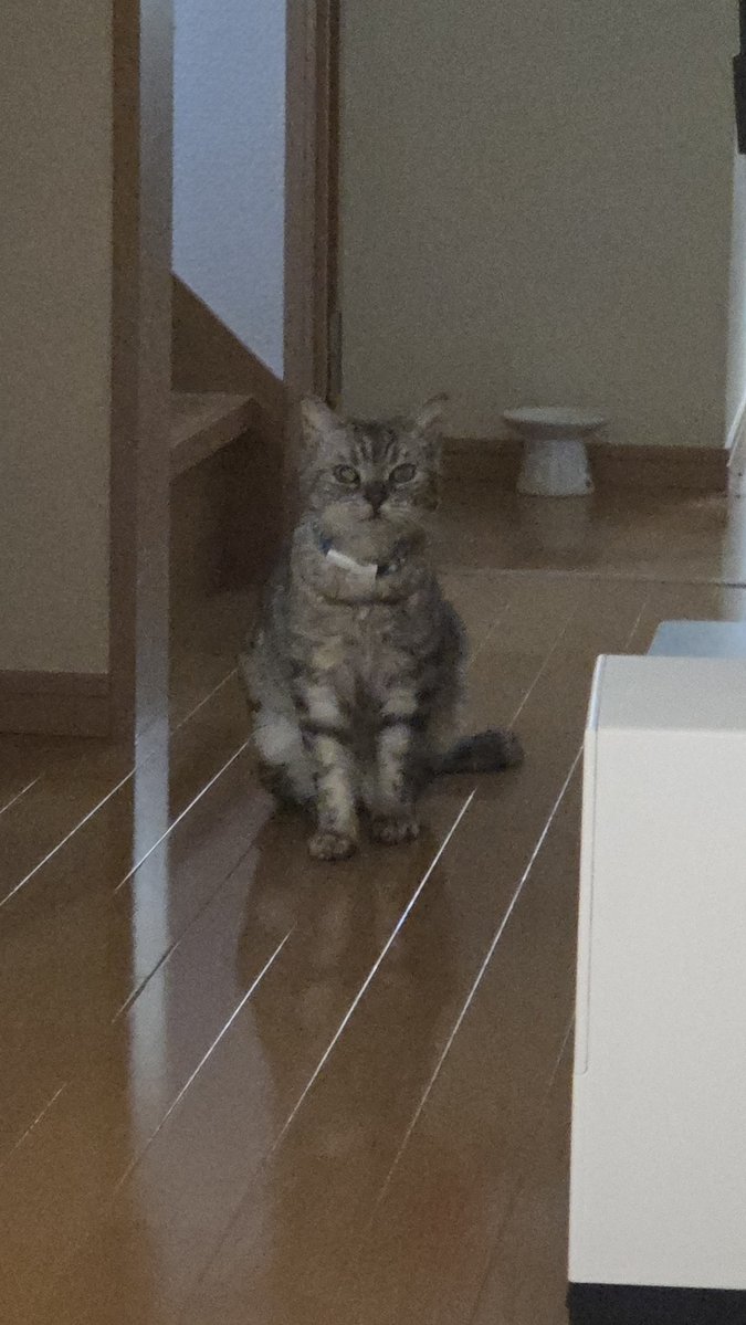 lavis_san's tweet photo. ザマゼンタ最後に少しあがいてこよ https://t.co/JVIqcsLnT5