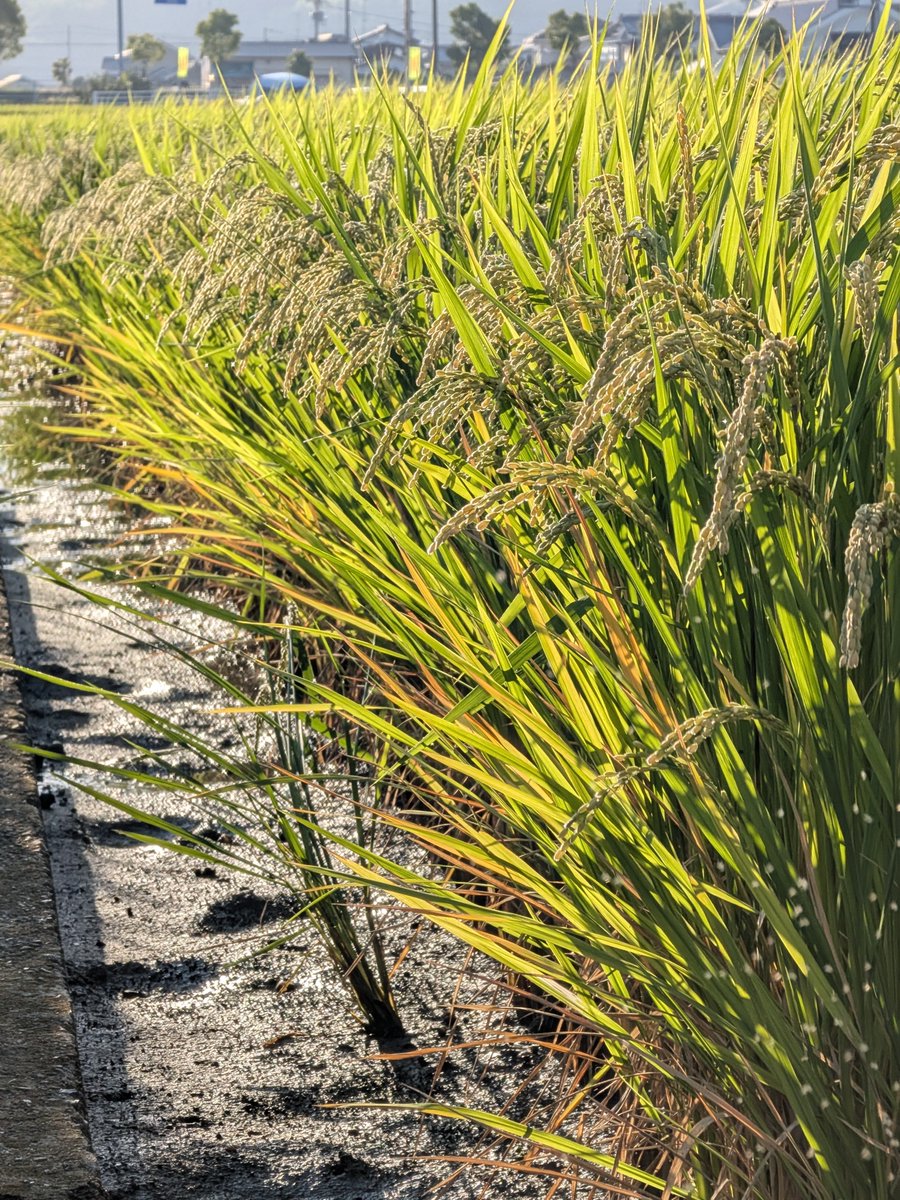 KMaz1000's tweet photo. すっかり秋ですな🌾 https://t.co/0IqFYOAEx8