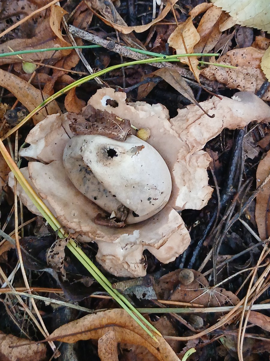Abracalouie's tweet photo. Fungal Monday. https://t.co/MdLDr0tmgf