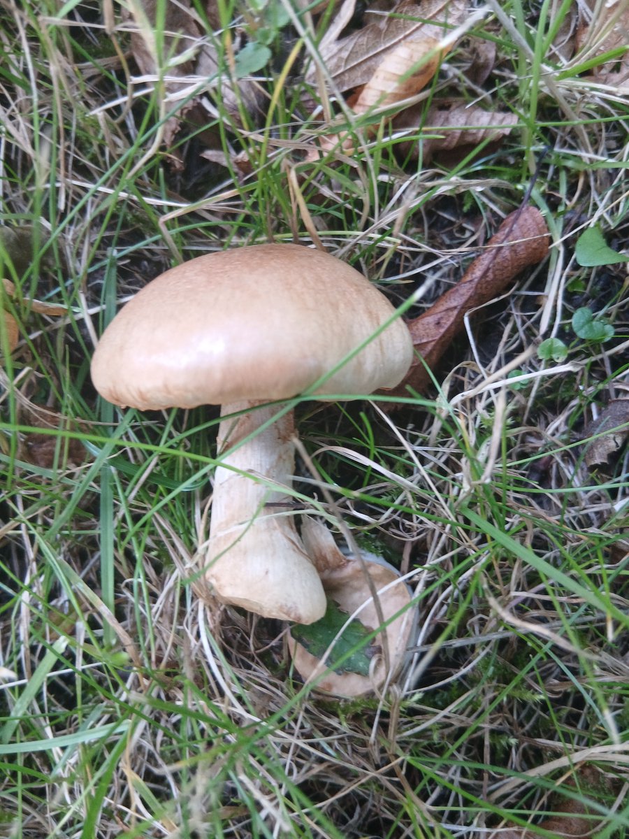 Abracalouie's tweet photo. Fungal Monday. https://t.co/MdLDr0tmgf