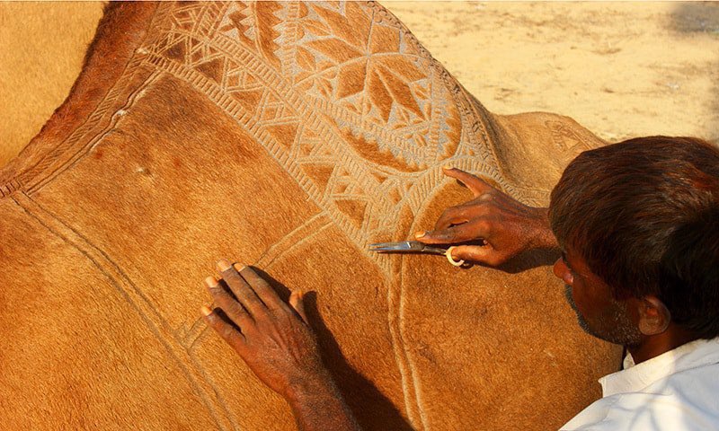 aseelswaid9's tweet photo. The art of camel shaving - Pakistan and India https://t.co/CIS7ojunYq