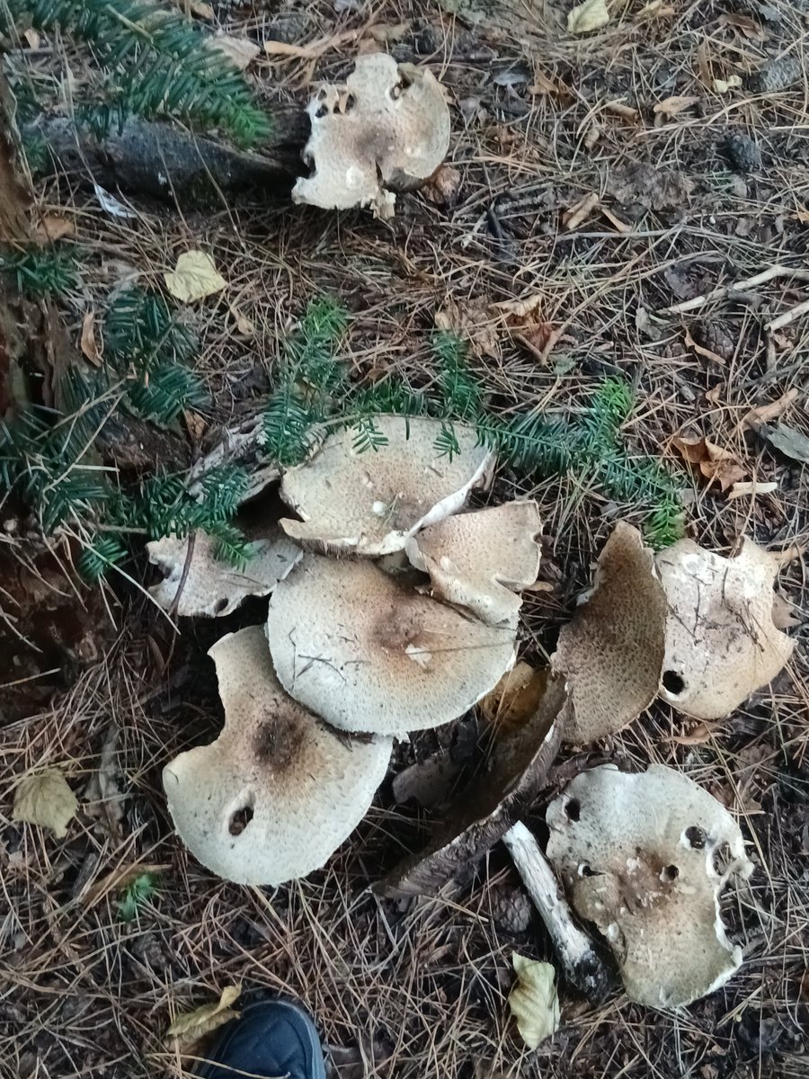 Abracalouie's tweet photo. Fungal Monday 2 https://t.co/otqEatkvkz
