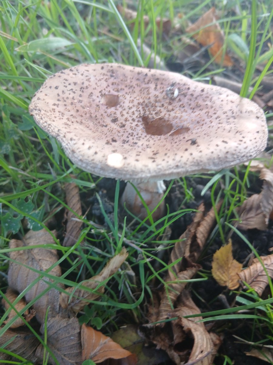 Abracalouie's tweet photo. Fungal Monday 2 https://t.co/otqEatkvkz