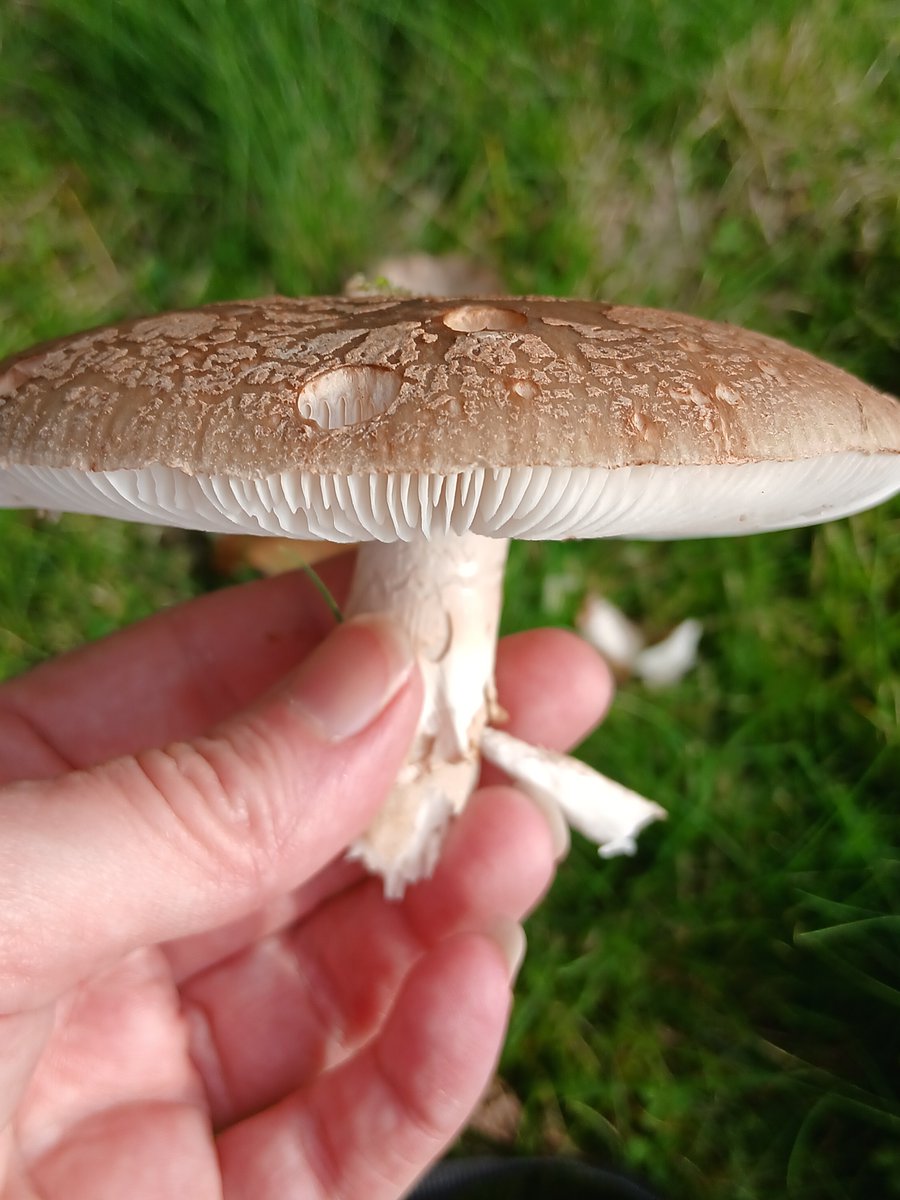 Abracalouie's tweet photo. Fungal Monday 2 https://t.co/otqEatkvkz