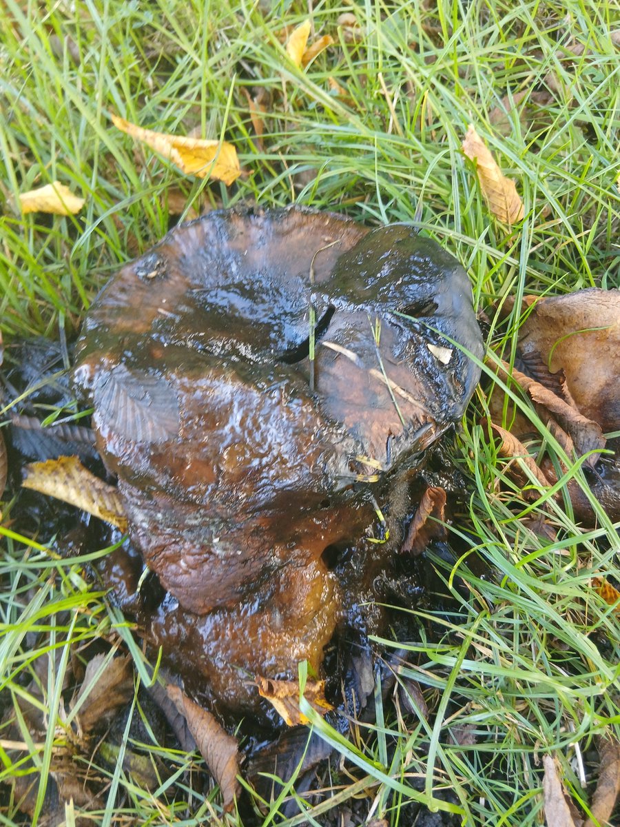 Abracalouie's tweet photo. Fungal Monday 2 https://t.co/otqEatkvkz