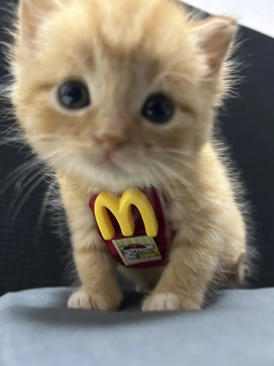 catsloversclubx's tweet photo. “Welcome to McMeow’s. May I take your order?” 🍟🐱 https://t.co/AUQTcm7qap