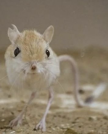 Brann1h's tweet photo. Eu adoro esses ratinho pulapula https://t.co/mSUcbjfGoa