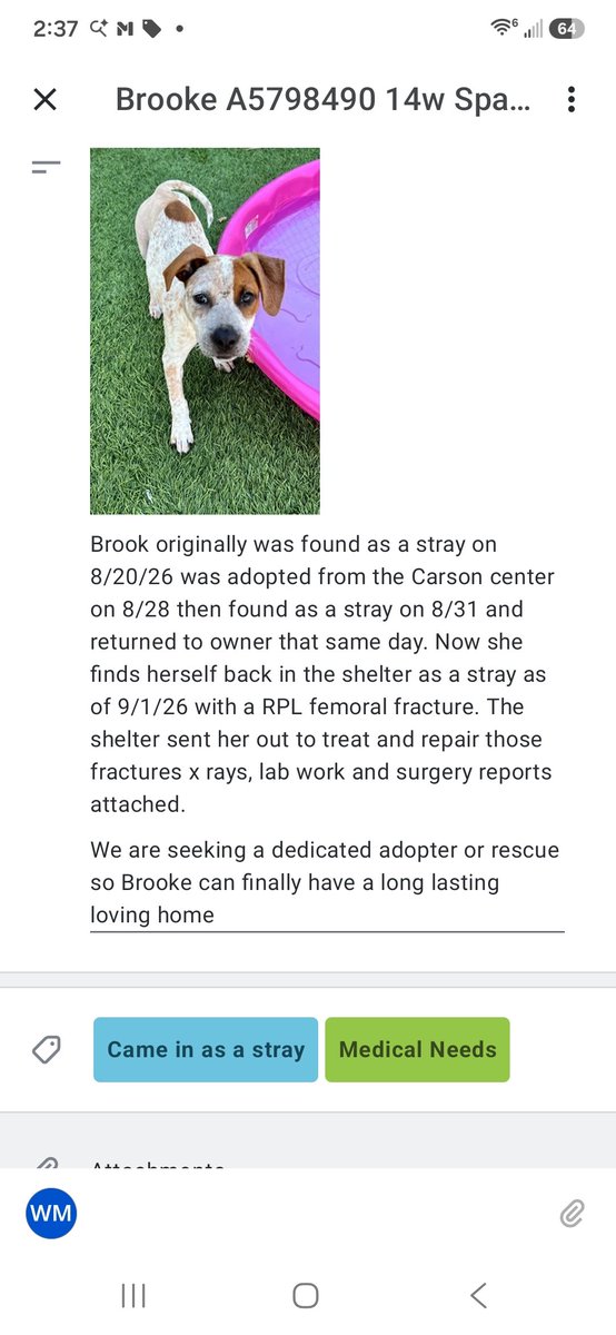 mapleveewesem's tweet photo. 💔🆘️💔 Puppy BROOK at Downey CA ACC received a priority medical plea. The major surgery is over, but there will be follow ups needed. Can we get a foster &amp; pledges for her? Just 14 weeks old &amp; 11 lbs! info 🔽  #A5798490 https://t.co/DlD3vzlk7O