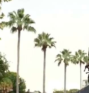 b1eoodlarper's tweet photo. Are these LA palms? https://t.co/6y8osx7t4k