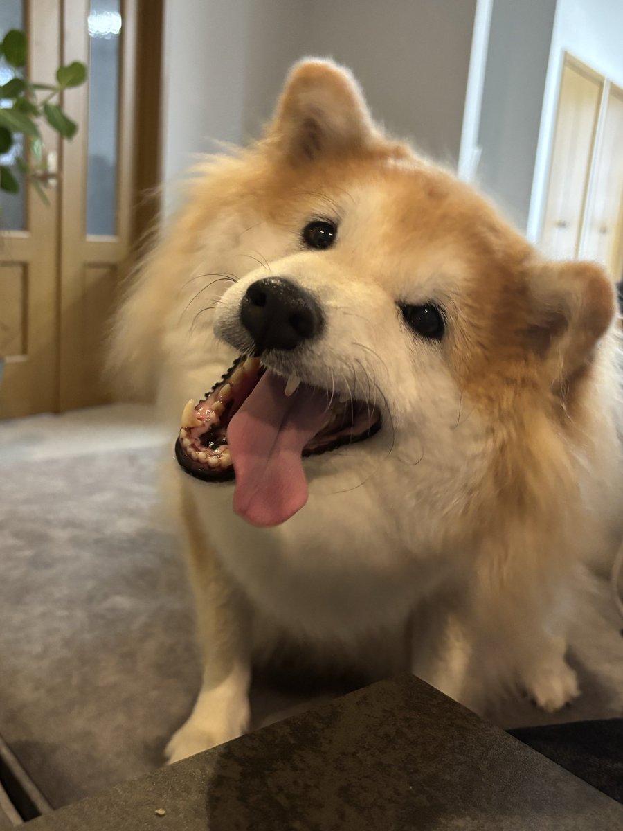 ageagepayapaya's tweet photo. おはようございます。

今日ものぺっと･:*+.\(( °ω° ))/.:+ｶｲｶｲ

#柴犬　#あつあげ https://t.co/47UyJt223W