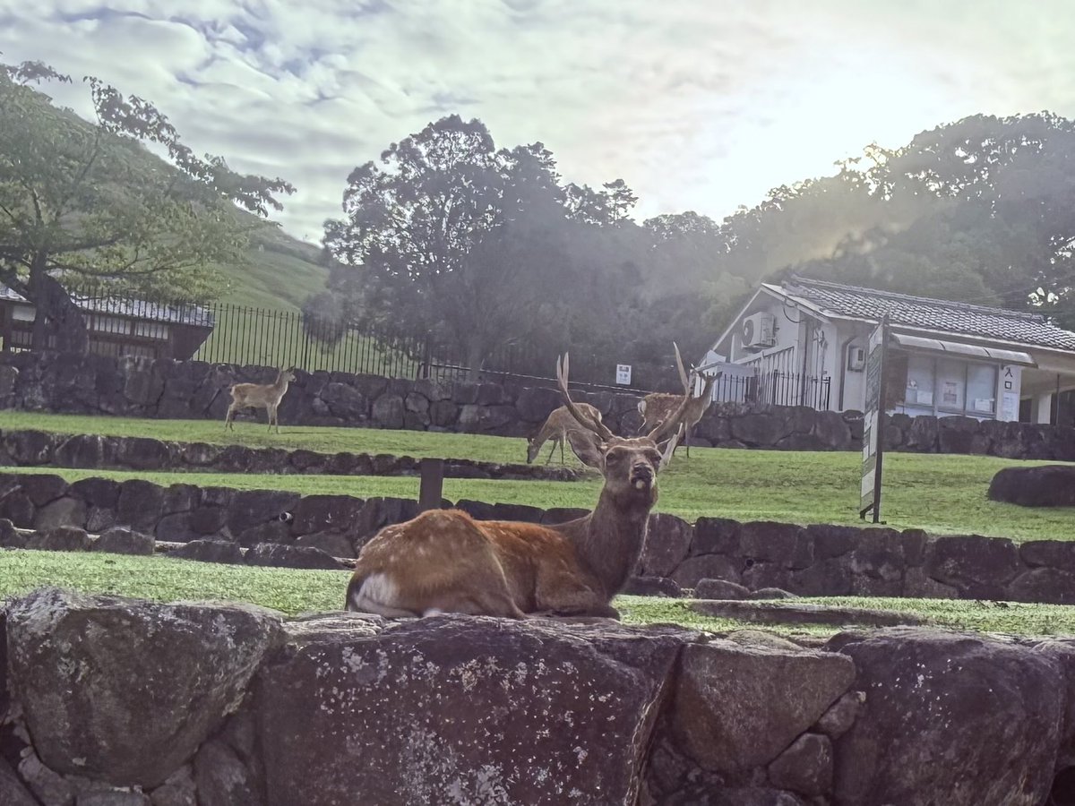NknsMtyk's tweet photo. 🦌☀️おはようございます☀️🦌💪👍😃
今日晴れ☀️気温21℃気持ちの良い天気☀️✨👌
今日も元気でよろしくお願いします🙇‍♂️🦌👌👍💪😃 https://t.co/BAl570oj49